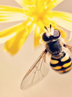 antenna-bee-bloom-395241
